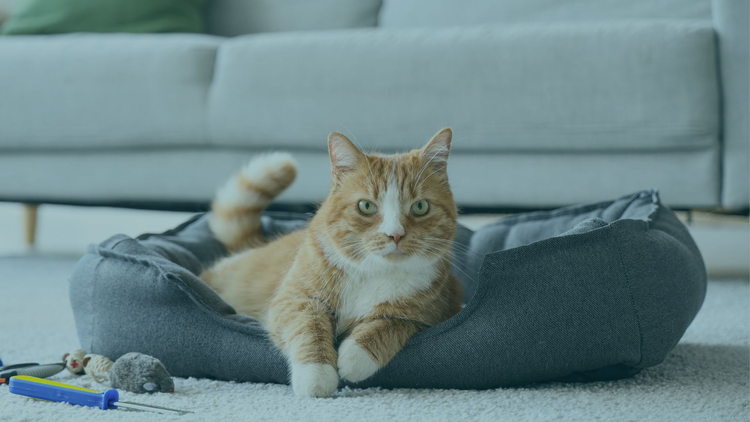 Pet Supplies
