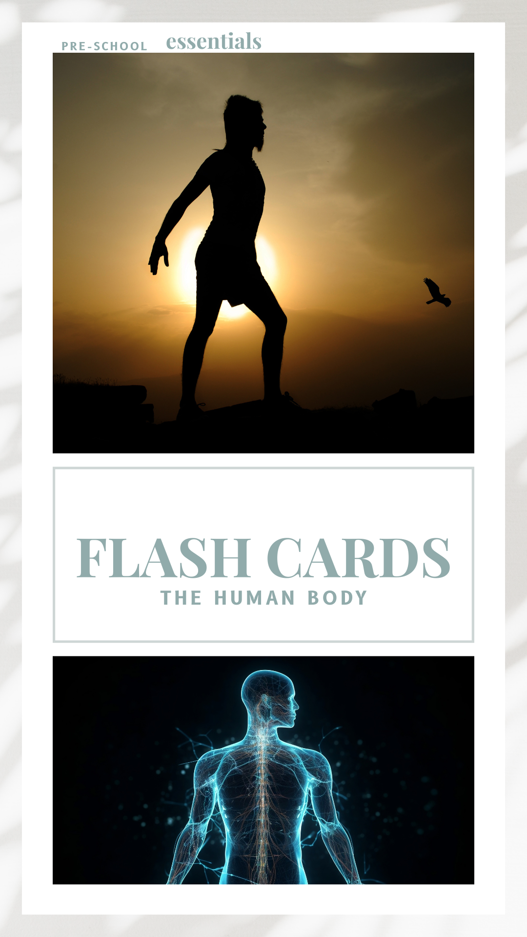 Flashcards - The Human Body