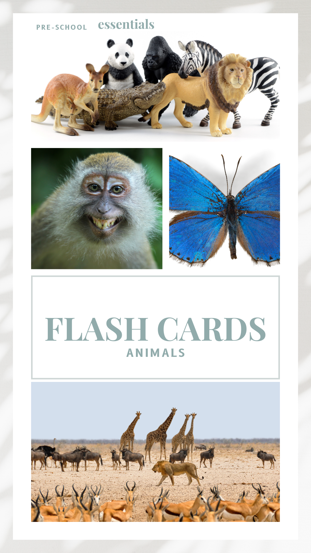 Flashcards - Animals